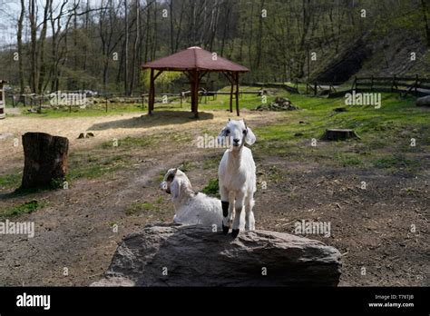 Goats At A Farm Czech Republic Stock Photo Alamy