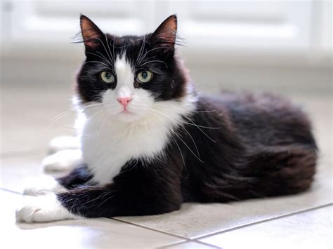 Tuxedo Cats A Unique Feline Phenomenon