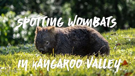 Spotting Wombats In Kangaroo Valley Bendeela Recreation Area