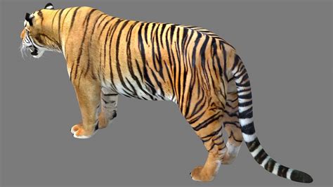 Tiger 3d Model By Astil