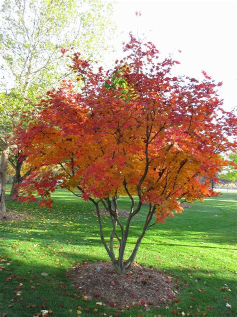 Maybe you would like to learn more about one of these? Rotary Botanical Gardens - Hort Blog: Full Speed Ahead