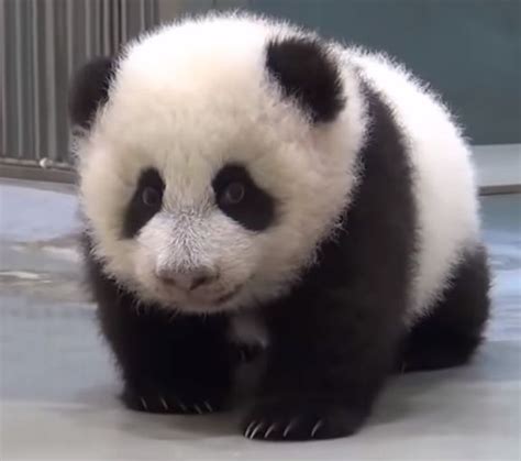 Osos Pandas Bebés Imágenes Vídeos De Osos Pandas Osos Pandas