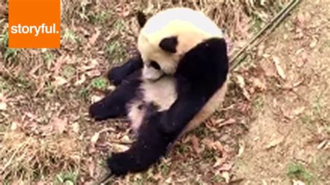 Panda Loves Tumbling Downhill Youtube