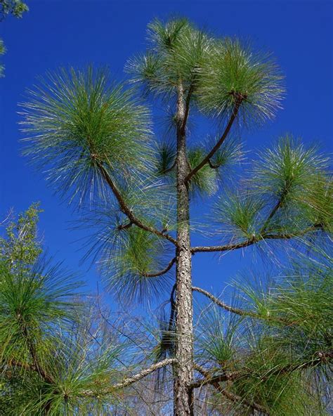 Plantfiles Pictures Longleaf Pine Georgia Pine Southern Yellow Pine