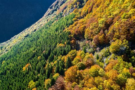 Autumn Forest Aerial View Stock Image Image Of Foliage Beeches