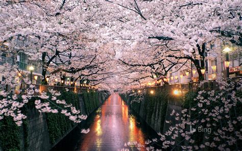 Cherry Blossoms Over The Meguro River Tokyo Japan Bing