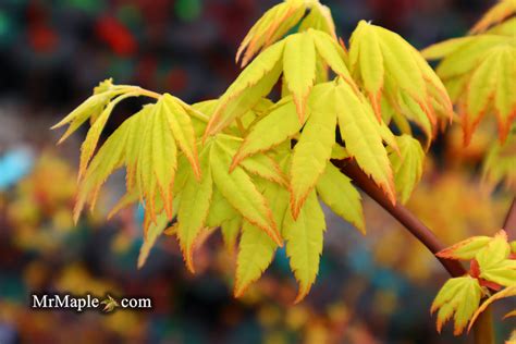 Buy Acer Palmatum Yellow Cascade Weeping Golden Japanese Maple Mr