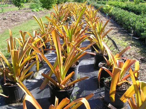 Aechmea Blanchetiana Terrestrial Aechmea Richard Lyons Nursery Inc