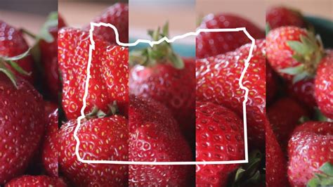 5 Types Of Oregon Grown Strawberries Taste Test Youtube