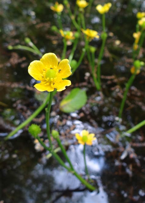 Ranunculus Flabellaris Yellow Water Buttercup Ranunculus Flickr