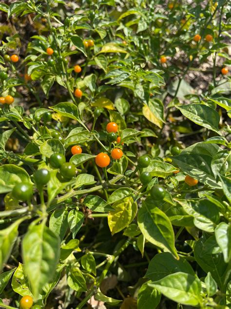 Aji Charapita Pepper Seeds Package Of 10 Etsy In 2022 Pepper Seeds