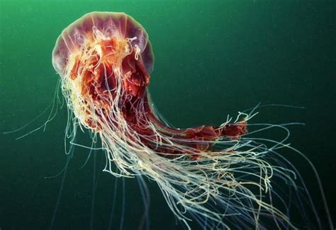 Какая самая ядовитая медуза в мире Самые опасные медузы