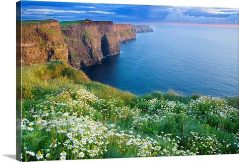 Summer Daisies Growing In Abundance On Cliffs Of Moher County Clare