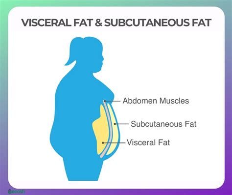 Visceral Fat Why Is Visceral Fat Dangerous To You And 12 Tips To Get