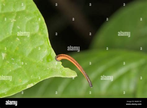 Leech Mouth Hi Res Stock Photography And Images Alamy