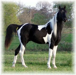 Tableau cheval noir et blanc. Photo cheval noir et blanc - Photos ChevalPhotos Cheval
