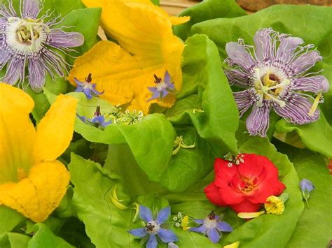 Planting near the kitchen or near the house will make it easier to harvest herbs from the herb garden. Grow Edible Flowers - Garden.org