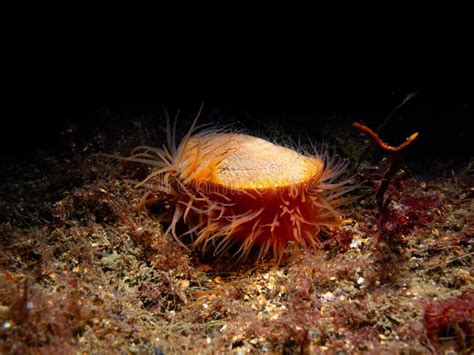 Flame Shell Limaria Hians Loch Carron Scotland Stock Image Image