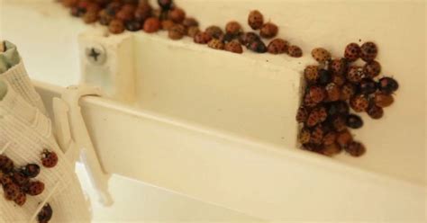 ladybirds riddled with stds are invading britain s homes cornwall live