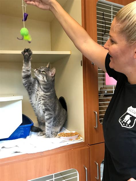 A pawsitive outlook. Women’s Humane is one of six shelters… | by