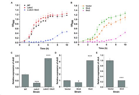 Effect Of Dica And Dicc On The Growth Rate Of E Coli O157h7 A