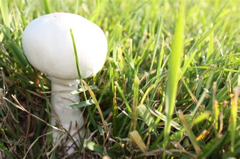 Mushroom Growing In The Yard Stock Image Image Of Yard White 26642475