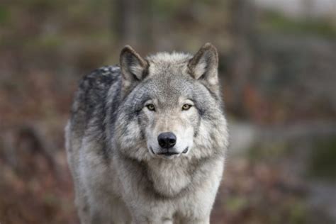 Dna Study Reveals The One And Only Wolf Species In North America