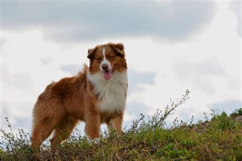 Maybe you would like to learn more about one of these? CH. Indian Red Colours Mellow boy chien de race toutes ...