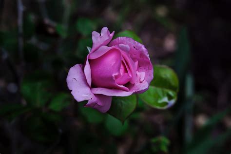 Book Of Sage The Ascent Of Mama Rose By Amber Burns Jones Medium