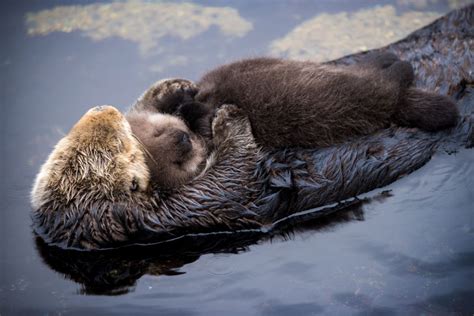 Snuggling Is Baby Otters Baby Sea Otters Otters