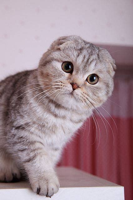 Lovely Pets Top 10 Most Expensive Cat Breeds