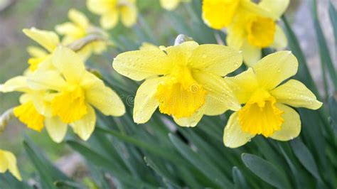 Spring Flowering Narcissus Stock Image Image Of Nature 112370475