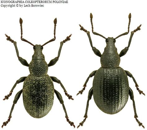 Otiorhynchus Otiorhynchus Dubius Ström 1783 Weevils Insects