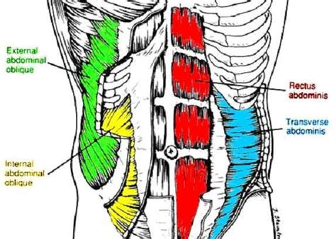 Going For The Goal Super Skinny More On Abdominal Muscles 1 Rectus