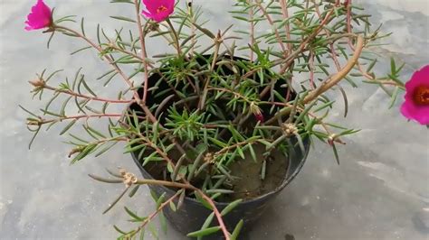 Maybe you would like to learn more about one of these? How to Grow Portulaca from Cutting | Grow Moss Rose from ...