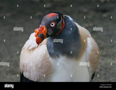 Mature Male South American King Vulture Sarcoramphus Papa Stock Photo
