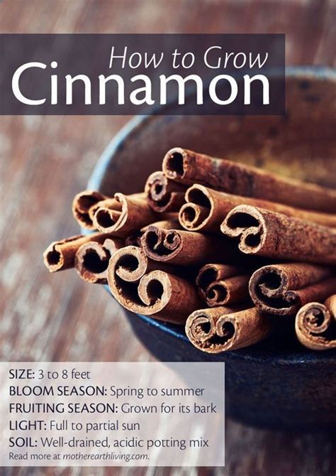 How To Grow Cinnamon Plants Edible Garden Veggie Garden