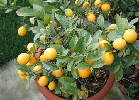 Za Grow A Potted Lemon Tree