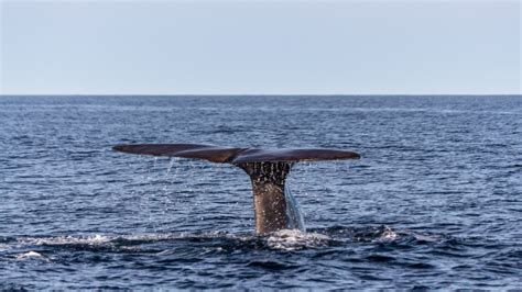 Free Images Ocean Wave Diving Humpback Whale Vertebrate Norway