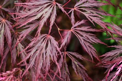 Japanese Maples How To Plant Grow And Care For Japanese Maples Hgtv