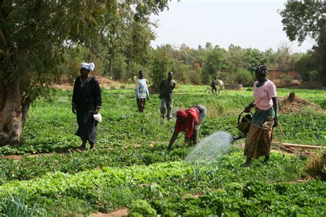 Burkina Faso Cdais Capacity Development For Agricultural Innovation