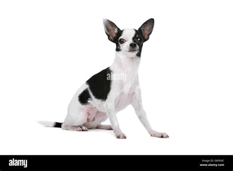 Chihuahua Dog Black And White Seedsyonseiackr