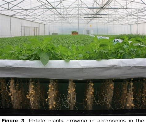 Pdf Optimizing Seed Potato Production By Aeroponics In China