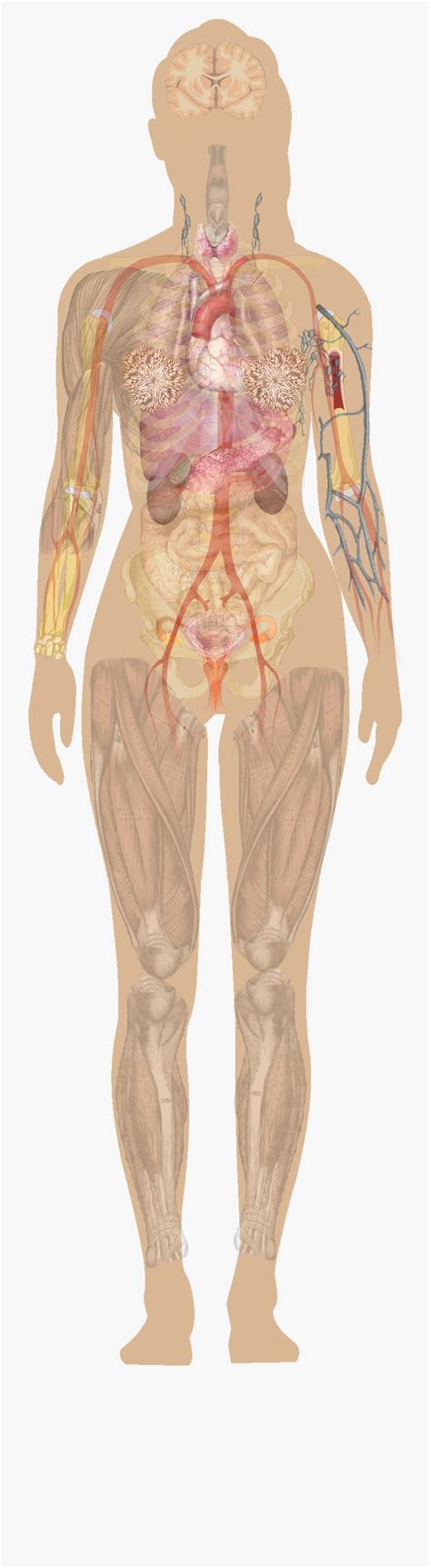 The measurement (ideal male height = eight heads) was set down during the renaissance as an idealization of the human form. Male Anatomy Diagram Labelled : Reproductive System - Anatomy & Physiology 316 with ... / Get ...