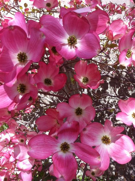 5 flowering pink dogwood cornus tree seeds * comb s/h + free gift. Dogwood tree! | Pink dogwood tree, Dogwood trees ...