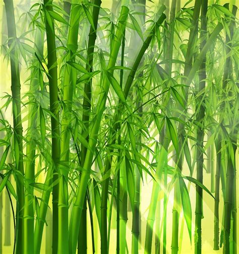 Bamboo Wallpaper Bamboo Background Lucky Bamboo Plants