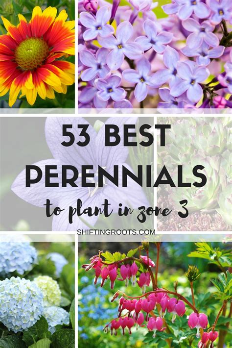 Perennials for zone 3 for sale. 53 Favourite Perennials to Plant in Zone 3 | Shifting Roots