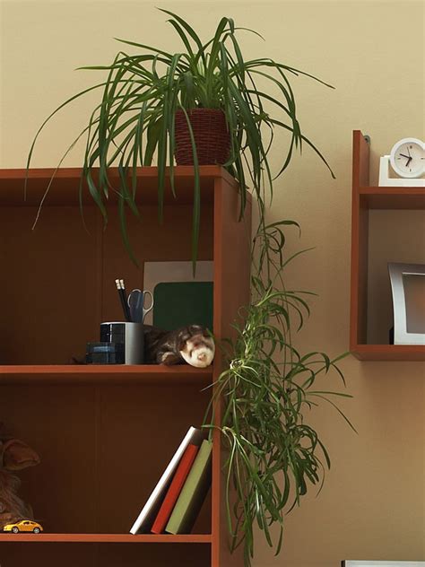 Its leaves are all green with a subtle light green shade running through the center. Heirloom Green Spider Starter Plant (chlorophytum comosum ...