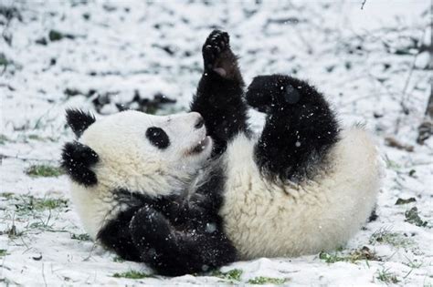 Baby Twin Panda Cubs See Fresh Snow For The First Time And
