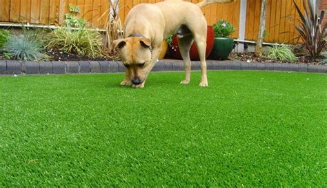 Easy To Install Pets Artificial Turf For Residential Pet Turf Dog